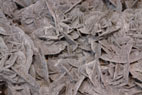 thick granulated 